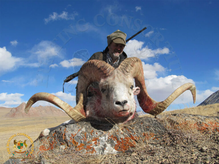 Marco Polo Argali hunting, a hunter posing with an impressive marco polo sheep