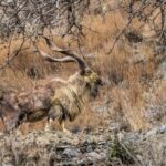 Markhor Hunting in Pakistan with Hunting Consortium