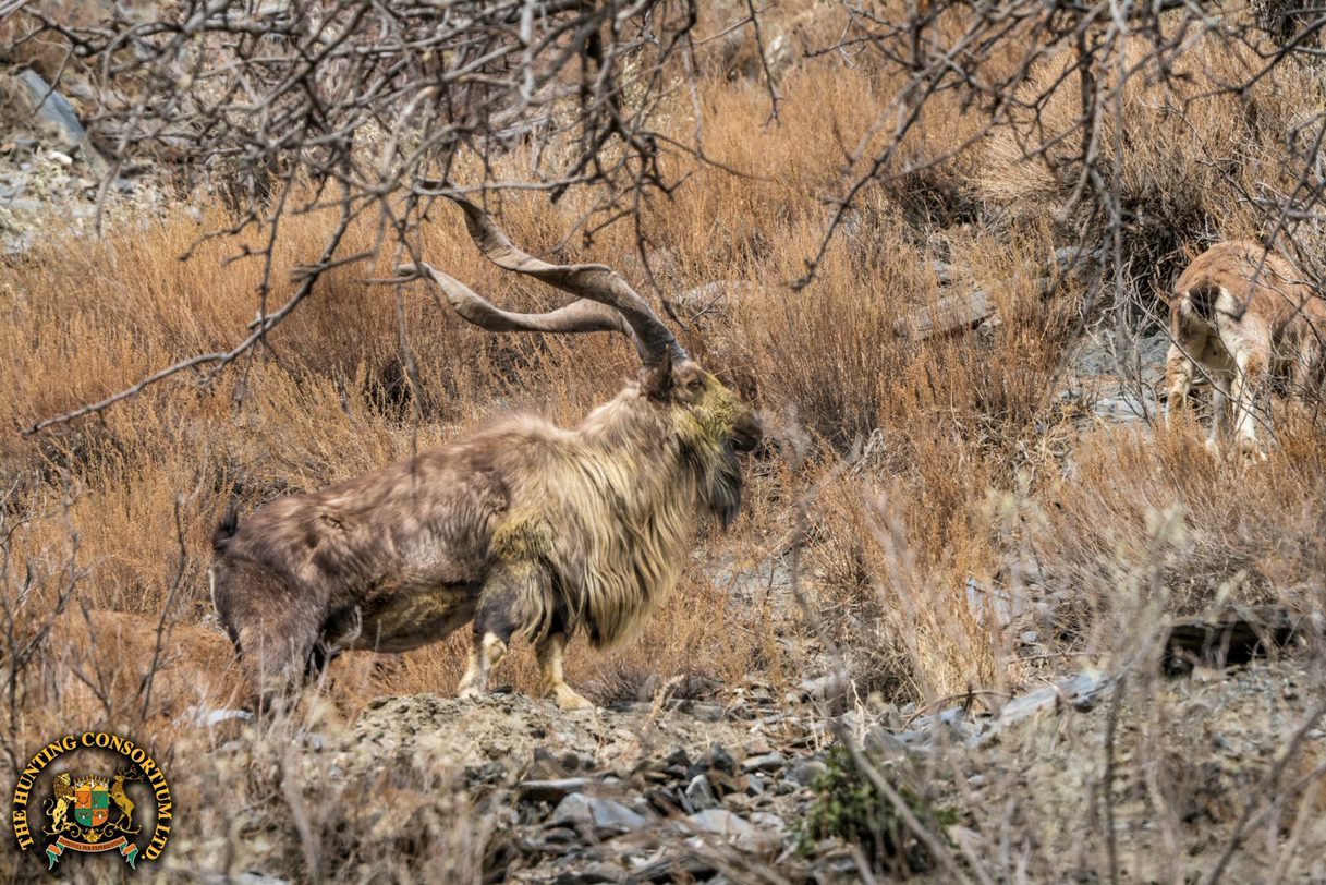 Markhor Hunting in Pakistan with Hunting Consortium