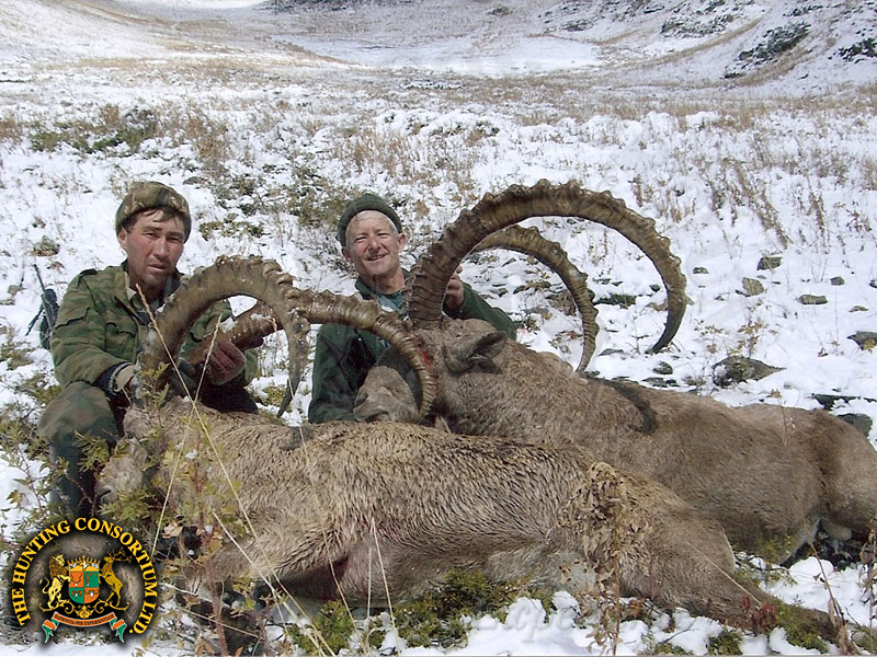 Mid-Asian ibex hunting in Kazakhstan ibex hunting Mid-Asian Ibex