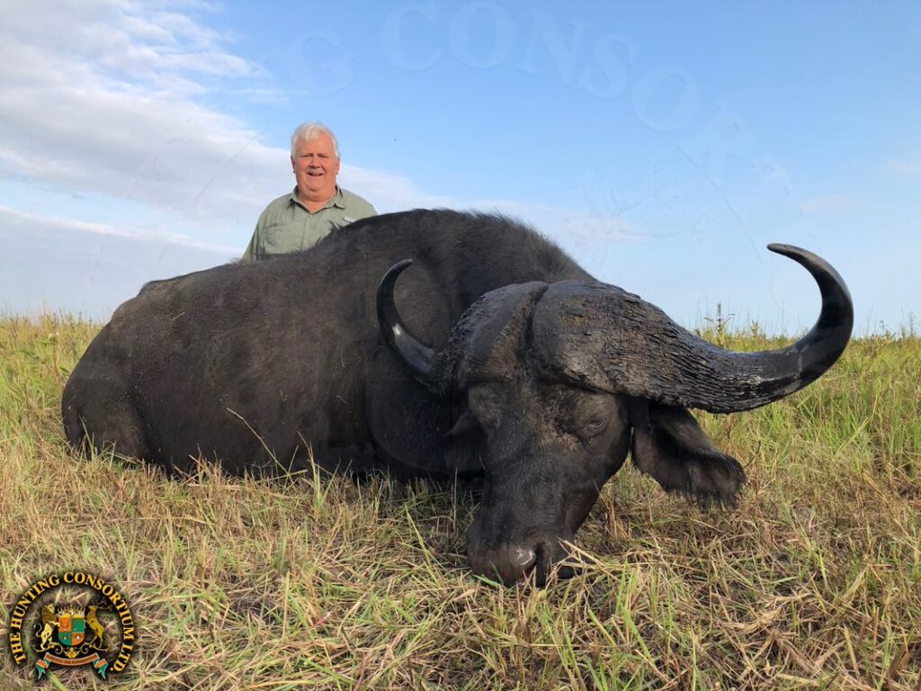 Photo of Cape Buffalo hunting trophy from Mozambique Safari in the Zambeze Delta