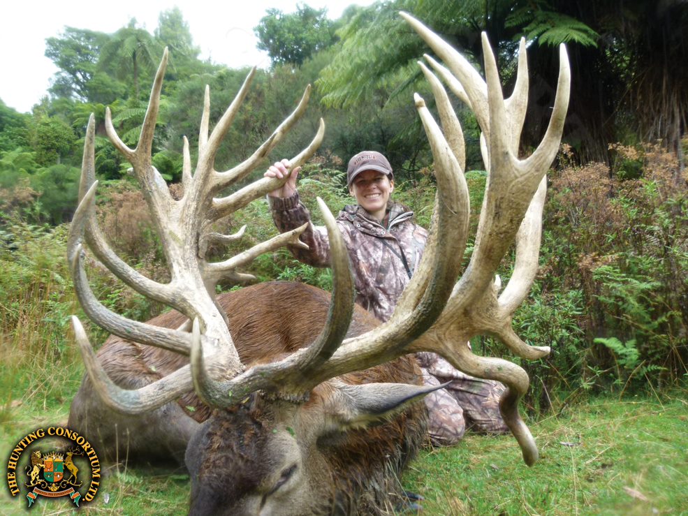 Photo of Red stag hunting New Zealand trophy. Photo of Red Stag hunt in New Zealand.