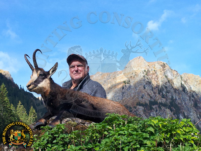 Hunting Carpathian Chamois Hunting in Romania Carpathian Chamois Hunting