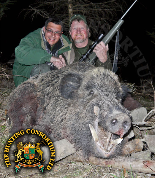 Hunting Eurasian Wild Boar Hunting in Romania Wild Boar Hunting