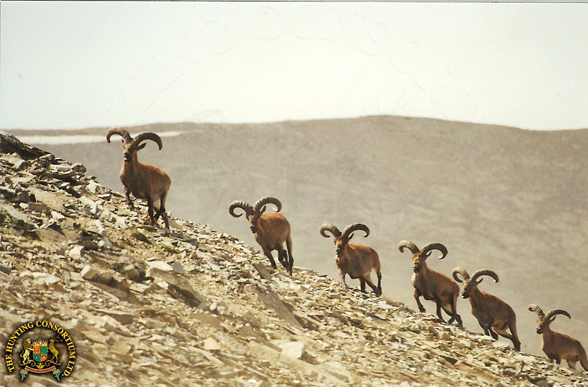 Tur running across a ridge in Azerbaijan.