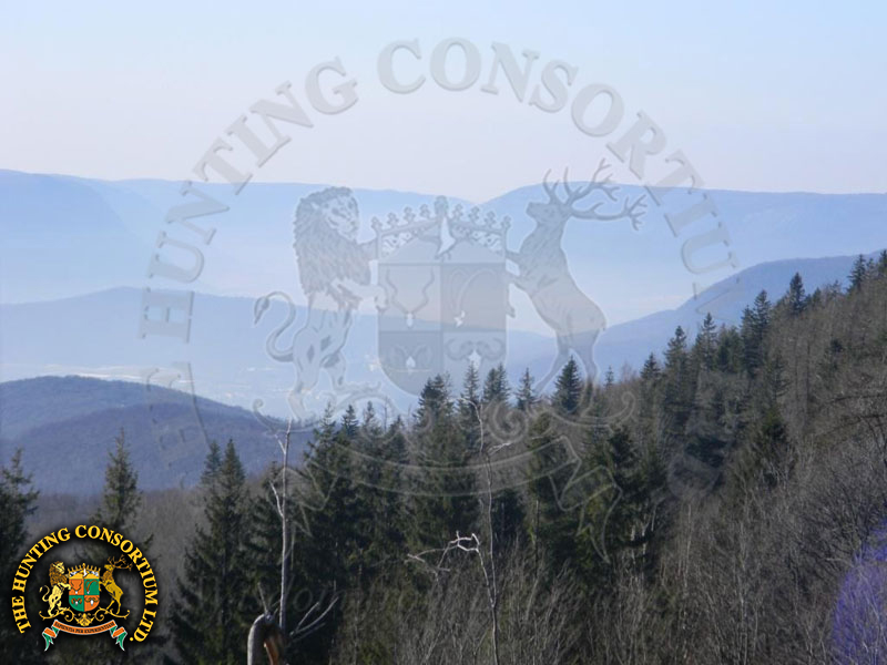 Tatra Chamois hunting in Slovakia hunts Tatra Chamois hunts in Slovakia