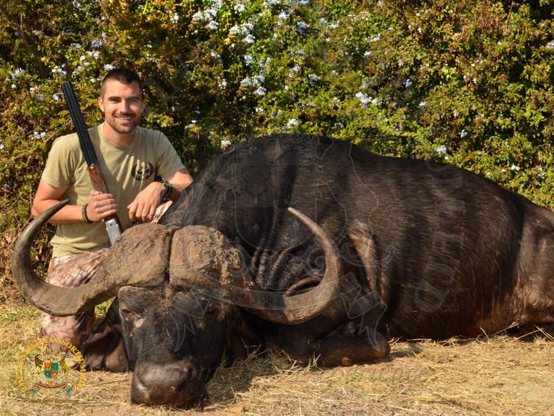 Hunting in South Africa. Buffalo hunting in South Africa. Free Range Hunting in South Africa. Free Range buffalo hunting in South Africa.