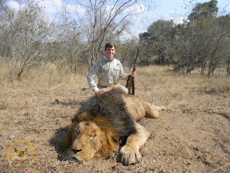 A trophy lion collected in this south africa hunting safari. There is a proud hunter crouched behind this beautiful predator cat.