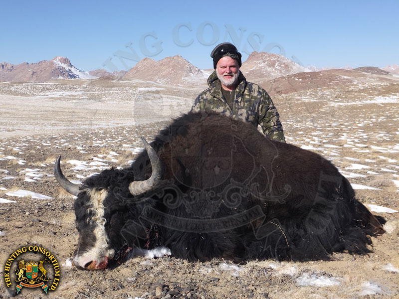 Hunting Feral Yak in Tajikistan Hunting in Tajikistan Hunts Yak Hunts in Tajikistan