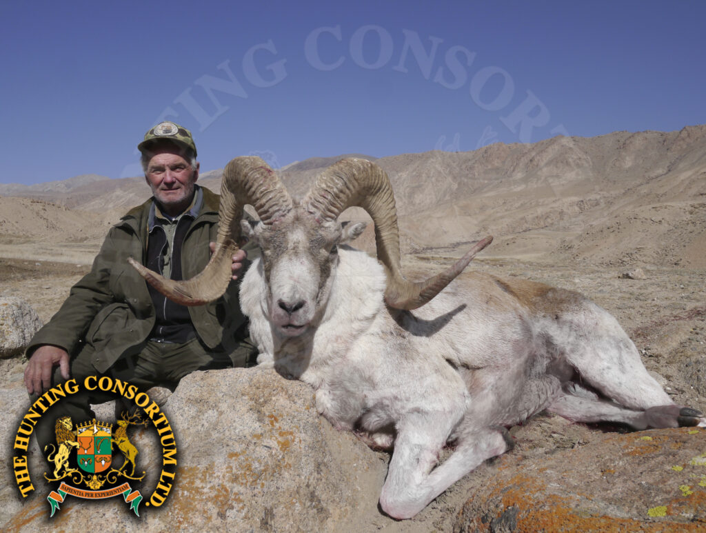 Tian Shan Argali Hunting in Kyrgyzstan Hunts for Tian Shan Argali Hunts in Kyrgyzstan