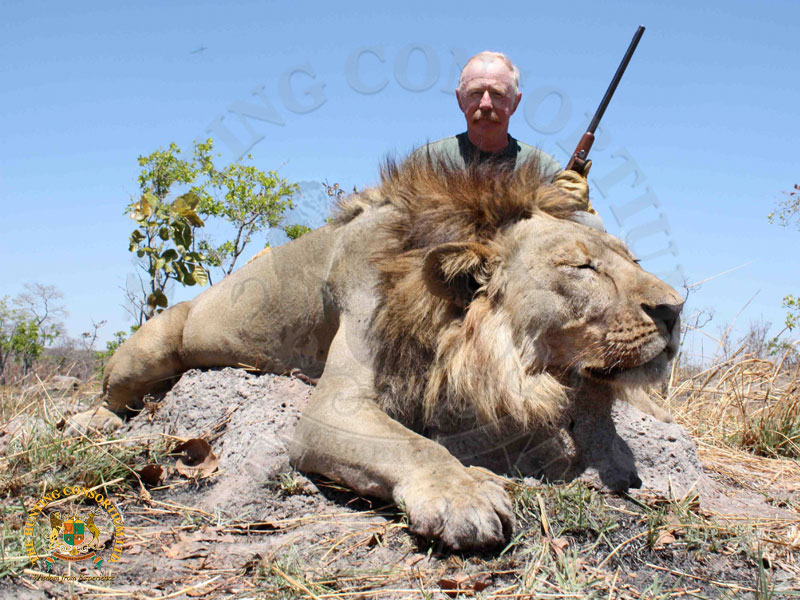 African Lion Hunting in Africa.
