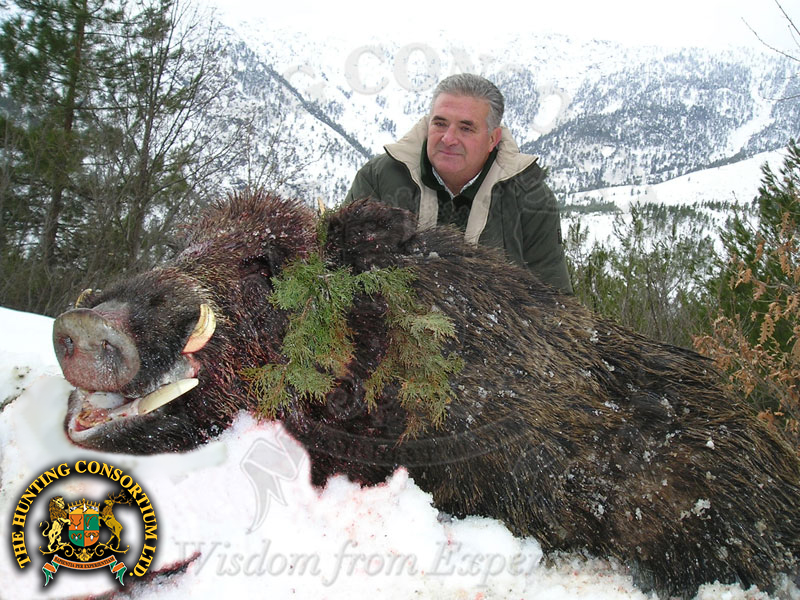 Wild Boar Hunting in Turkey. The Best wild Hunting Turkey has to offer!