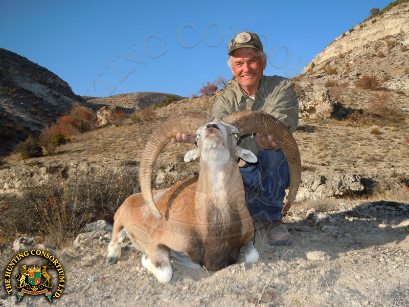 Konya Mouflon Hunting in Turkey. The Best Konya Mouflon Hunting in Turkey. Best outfitter for Konya sheep Hunts in Turkey. Best Hunting Outfitter in Turkey.