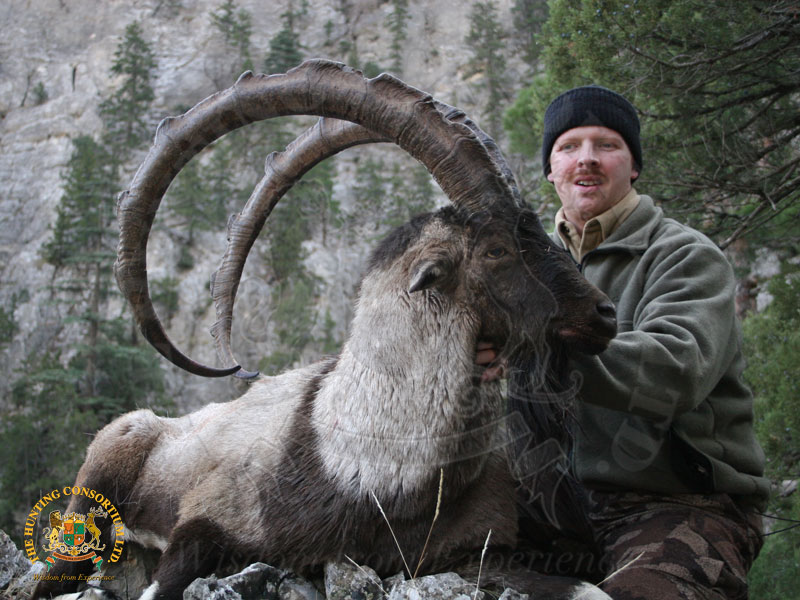 Bezoar Ibex Hunting in Turkey. The Best Bezoar Ibex Hunting in Turkey. Best outfitter for Bezoar Ibex Hunts in Turkey. Best Wild Hunting agency in Turkey.