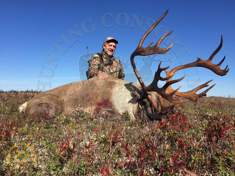 Woodland Caribou Hunting in Canada. Newfoundland Caribou Hunting. Caribou Hunting in Canada.