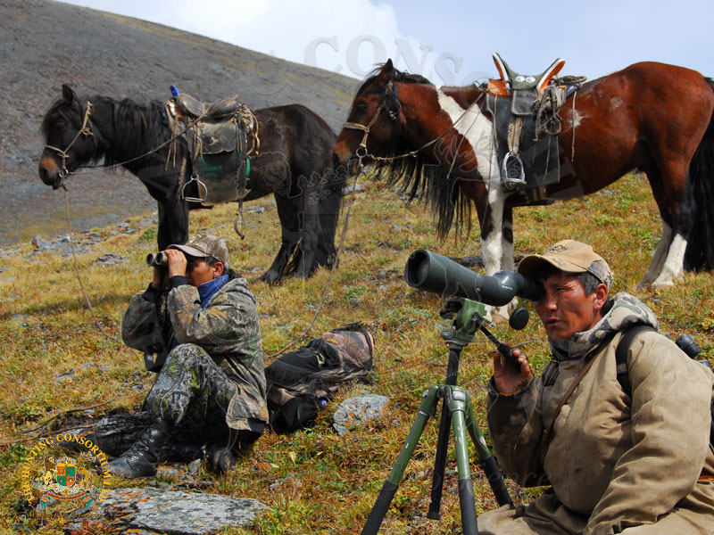 Glassing for Altai Argali Rams. Hunting Altai Argali in Mongolia