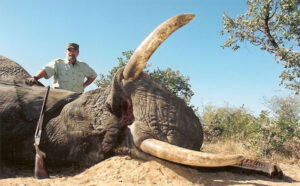 Bob Kern standing next to a trophy elephant.