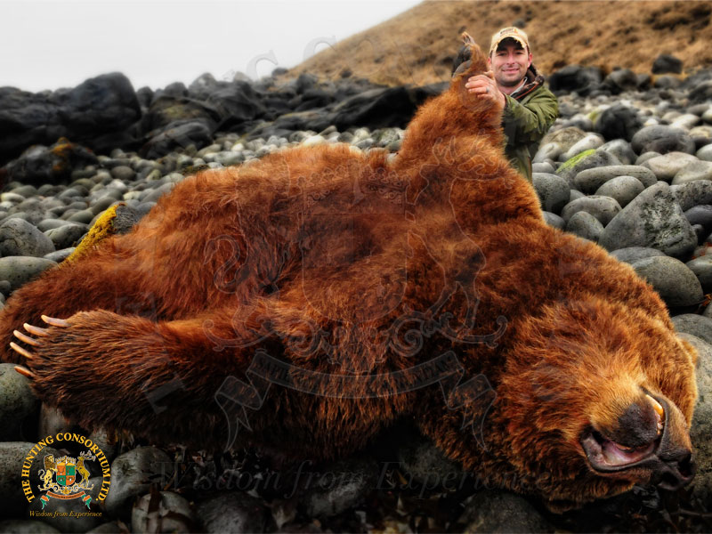 Kodiak Brown Bear Hunting. Hunting Kodiak Brown Bear. Hunting in USA. American Bear Hunting. Hunting Brown Bears in USA.