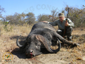 Cape Buffalo