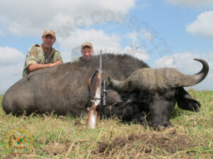 Cape Buffalo16