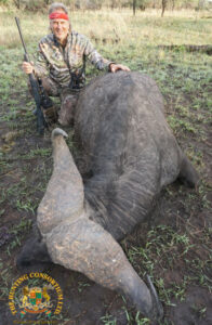 Cape Buffalo18
