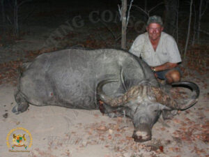 Cape Buffalo19