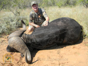 Cape Buffalo2