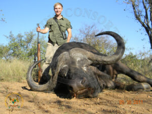 Cape Buffalo7