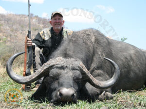 Cape Buffalo8