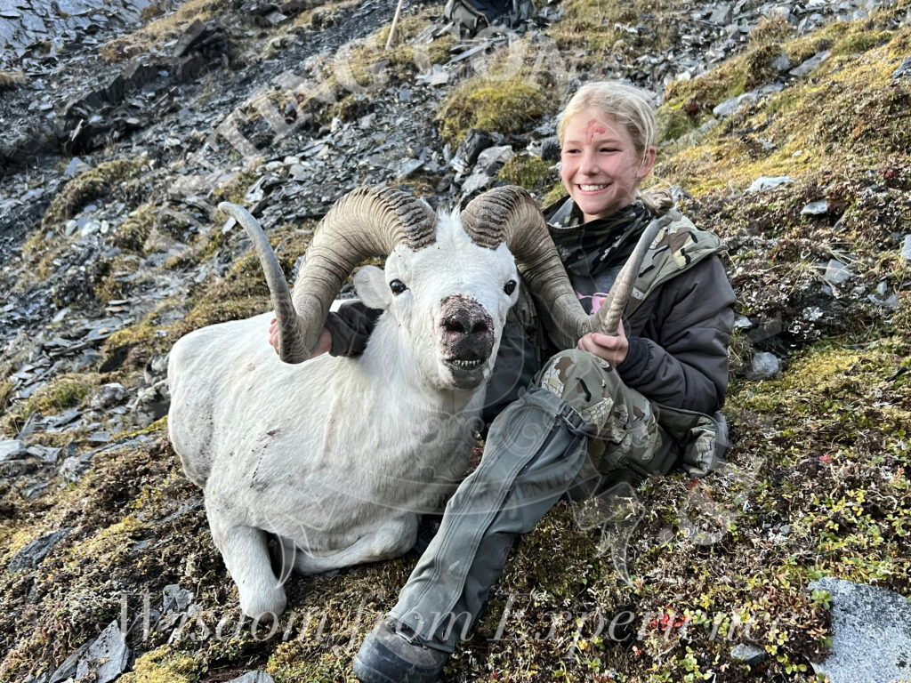 Dall sheep hunting during Common Grizzly Bear Hunting trip in Alaska