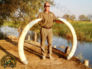 A man posing with two tusks as trophies from his recent african elephant safari