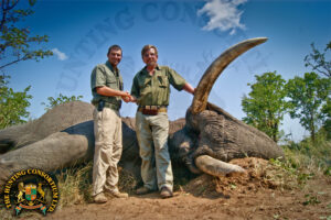 African Elephant Hunting in Botswana and South Africa. This is an 87 pound bull.