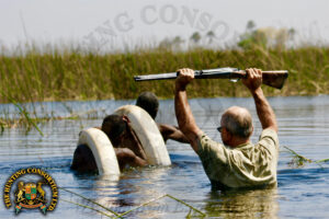 African Elephant Hunting in Botswana.