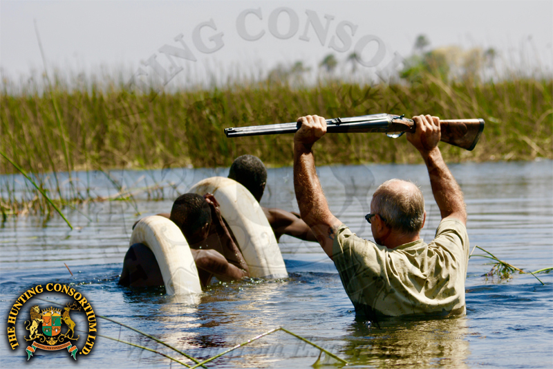 African Elephant Hunting in Botswana.