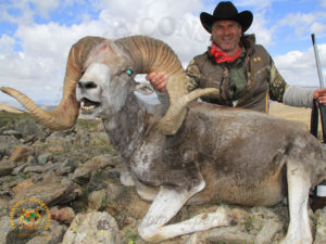 Mongolian Argali