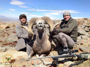 Mongolian Argali10