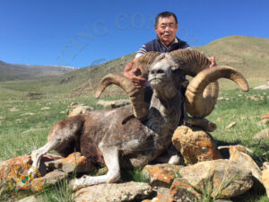Mongolian Argali2