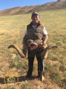 Mongolian Argali7