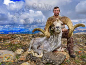 An image of a handsome young man kneeling behiind a recently harvest mongolian argalis sheep