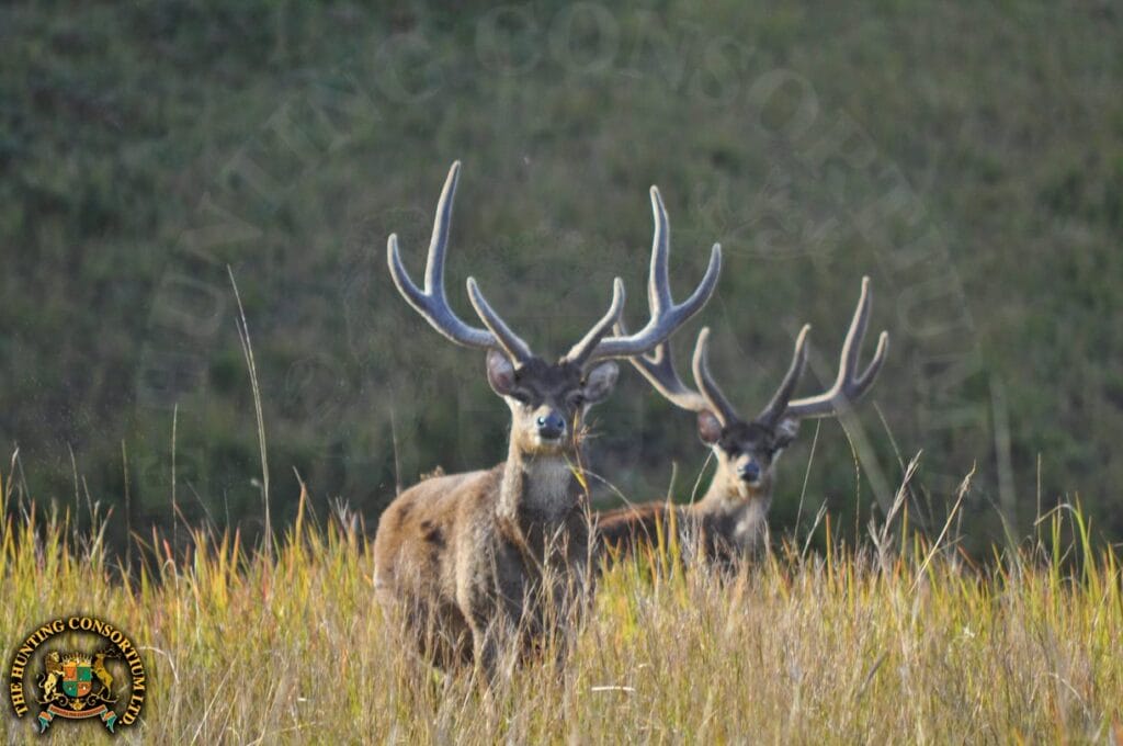 Rusa Deer Hunting in Australia