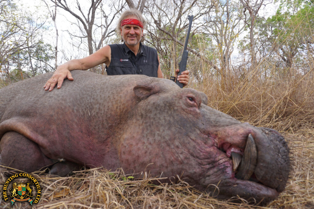 Hippo Hunting in Tanzania. Hippo Hunting in African. African Hippo Hunts. African Hunts for Hippo. Hippopotamus Hunting