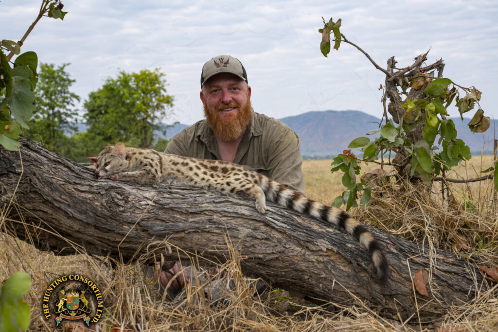 Genet Cat Hunting Genet Hunts Genet Hunting Genet Cat Hunts Genet Cat Hunting in Zimbabwe Genet Hunts in Zimbabwe