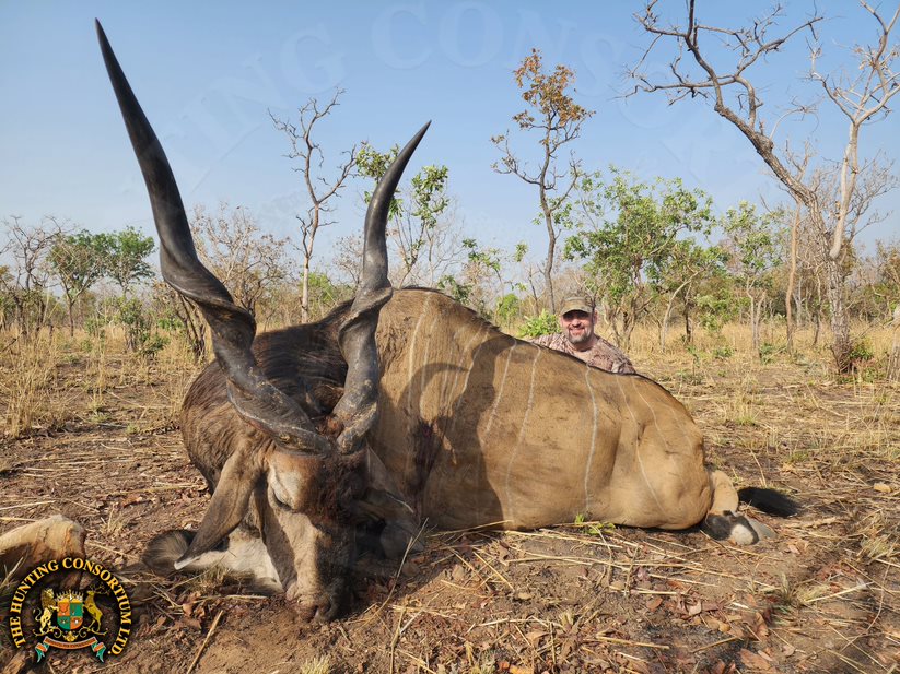 Giant Eland Hunting in Cameroon Hunting Lord Derby Eland Hunting Giant Eland Hunts Lord Derby Hunts in Cameroon 1