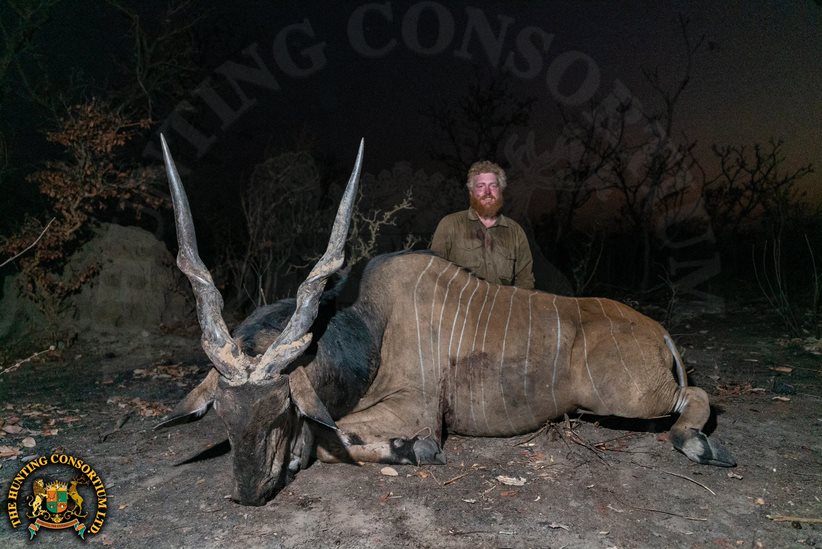 Giant Eland Hunting in Cameroon Hunting Lord Derby Eland Hunting Giant Eland Hunts Lord Derby Hunts in Cameroon Wild Strongholds