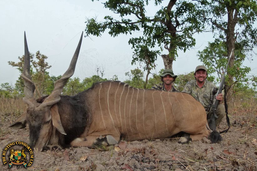 Giant Eland Hunting in Cameroon Hunting Lord Derby Eland Hunting Giant Eland Hunts Lord Derby Hunts in Cameroon