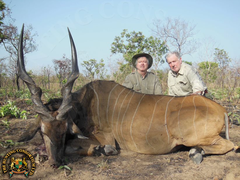 Giant Eland Hunting in Cameroon Hunting Lord Derby Eland Hunting Giant Eland Hunts Lord Derby Hunts in Cameroon