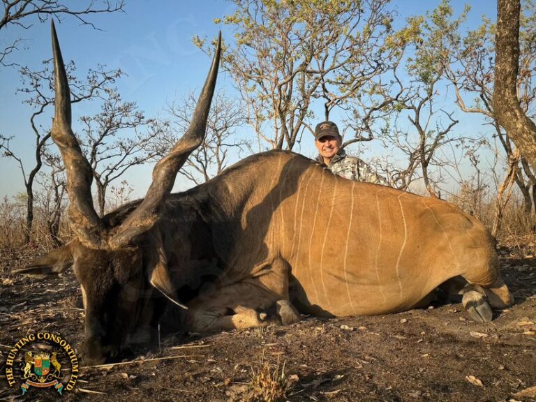 Gordon Wollman Giant Eland Hunting in Cameroon Hunting Lord Derby Eland Hunting Giant Eland Hunts Lord Derby Hunts in Cameroon