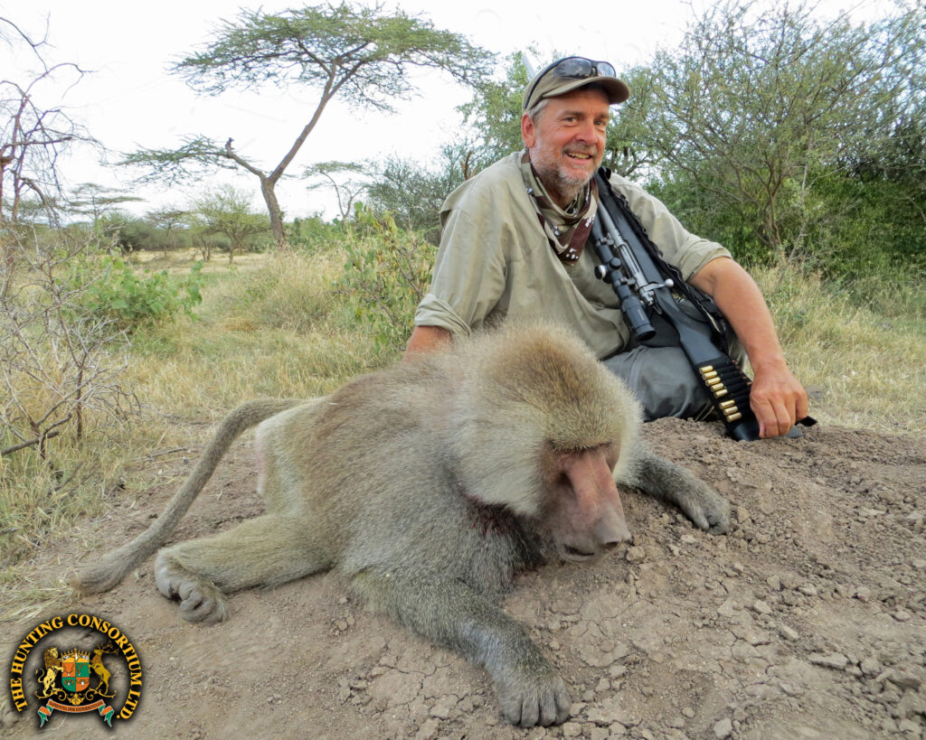 Hamadryas Baboon Hunting in Ethiopia. Baboon hunting in Ethiopia. Baboon hunting in Africa. Hamadryas Baboon