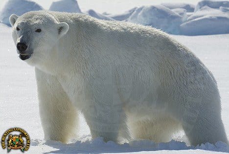 Polar Bear Hunting and Conservation Success