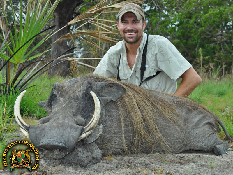 Warthog hunting in Africa. Warthog Hunts in Africa